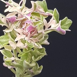 Senecio Articulatus variegated " Candle Plant " 8,5