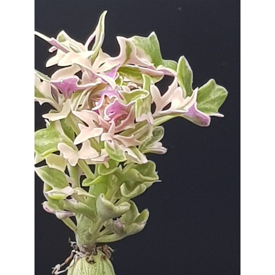 Senecio Articulatus variegated " Candle Plant " 8,5