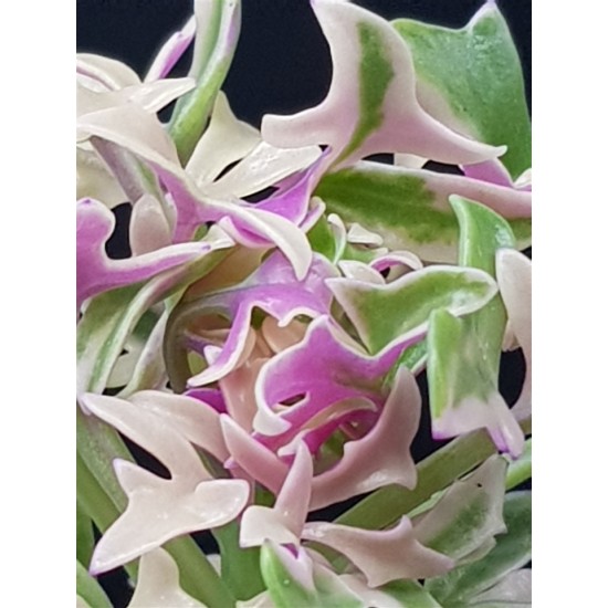 Senecio Articulatus variegated " Candle Plant " 8,5
