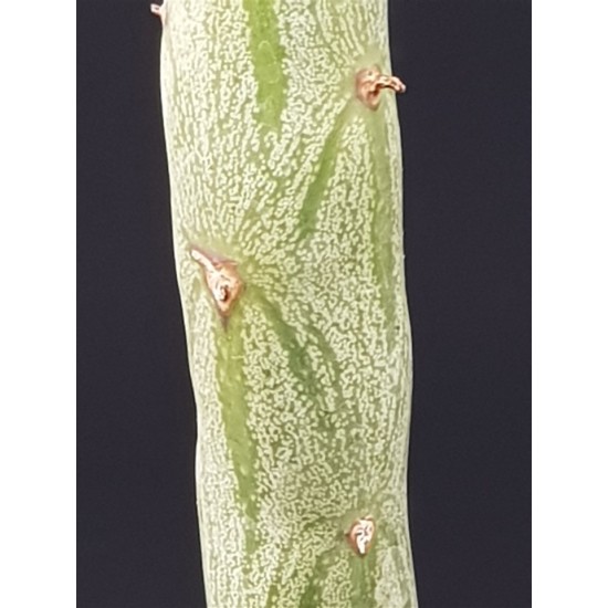 Senecio Articulatus variegated " Candle Plant " 8,5