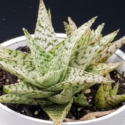 Aloe rauhii 'Snowflake'  8,5