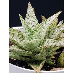 Aloe rauhii 'Snowflake'  8,5