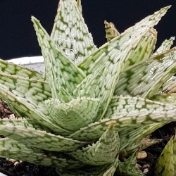Aloe rauhii 'Snowflake'  8,5
