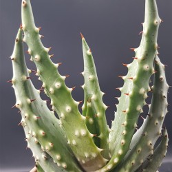 Aloe "aculeata" 12