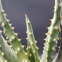 Aloe "aculeata" 12