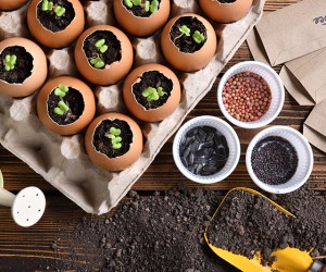 ΦΥΤΑ - ΣΠΟΡΟΙ 