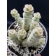 crassula marnieriana (baby) 5.5