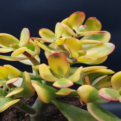 Crassula ovata hummel's sunset  variegata ΓΛ.8,5