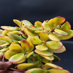 Crassula ovata hummel's sunset  variegata ΓΛ.8,5