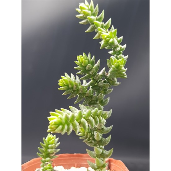 Crassula  purpusii γλ. 5,5