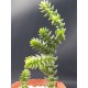 Crassula  purpusii γλ. 5,5