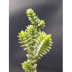 Crassula  purpusii γλ. 5,5