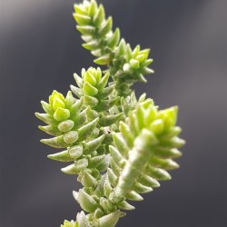 Crassula  purpusii γλ. 5,5