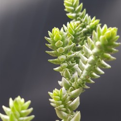 Crassula  purpusii γλ. 5,5