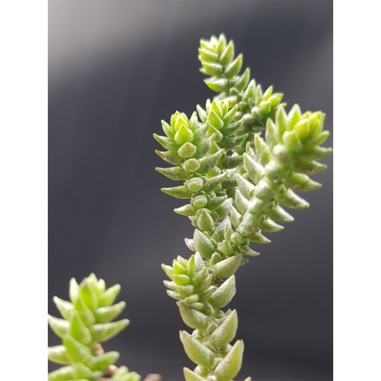 Crassula  purpusii γλ. 5,5