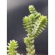 Crassula  purpusii γλ. 5,5