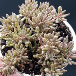 Crassula humberii  γλ.8,5
