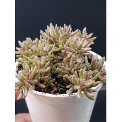 Crassula humberii  5.5