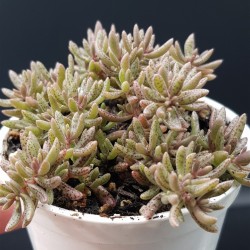 Crassula humberii  5.5