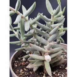 Crassula mesembryanthemoides hispida (moonglow) γλ.8,5