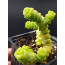 Crassula ' Crassula marnieriana'