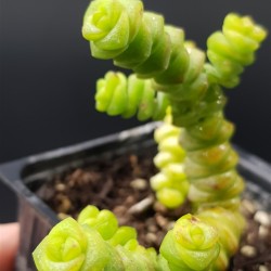 Crassula ' Crassula marnieriana'