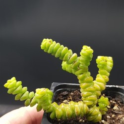 Crassula ' Crassula marnieriana'