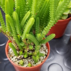 Crassula muscosa  ΓΛ. 5,5