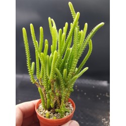 Crassula muscosa  ΓΛ. 5,5