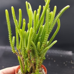 Crassula muscosa  ΓΛ. 5,5