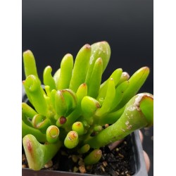 Crassula Ovata ''gollum"