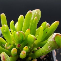 Crassula Ovata ''gollum"