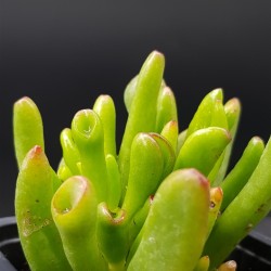 Crassula Ovata ''gollum"