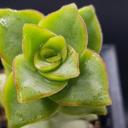 Crassula 'Perforata' GL.5,5