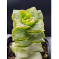 Crassula 'Perforata' GL.5,5
