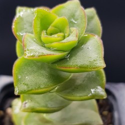 Crassula 'Perforata' GL.5,5