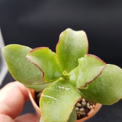 Crassula 'Undulatifolia' ΓΛ.5,5
