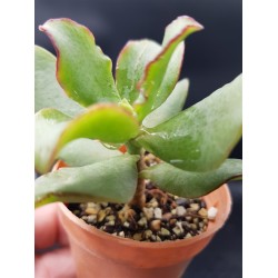 Crassula 'Undulatifolia' ΓΛ.5,5