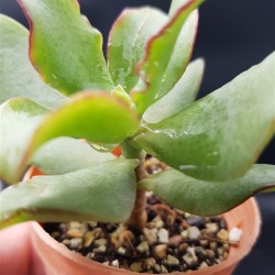 Crassula 'Undulatifolia' ΓΛ.5,5