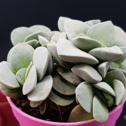 Crasula morgan's beauty γλ. 8,5