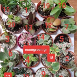 Συλλογή " Pescara " 20 κρασούλες ( crassulas ) γλ. 5,5