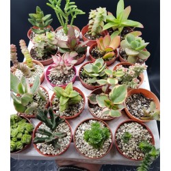 Συλλογή " Pescara " 20 κρασούλες ( crassulas ) γλ. 5,5
