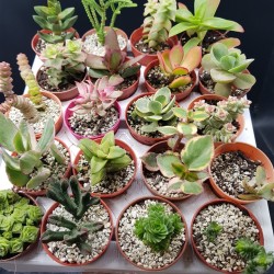 Συλλογή " Pescara " 20 κρασούλες ( crassulas ) γλ. 5,5