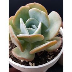 Echeveria 'Gila ' (special edition )   10