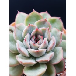 ECHEVERIA "  HERCULES " ΓΛ. 8.5