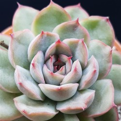 ECHEVERIA "  HERCULES " ΓΛ. 8.5