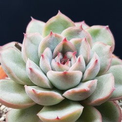 ECHEVERIA "  HERCULES " ΓΛ. 8.5