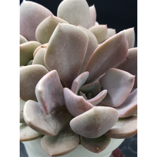 Ggraptoveria "debbie" ( special edition ) 10