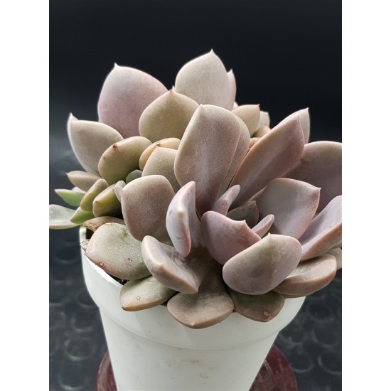 Ggraptoveria "debbie" ( special edition ) 10