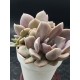 Ggraptoveria "debbie" ( special edition ) 10